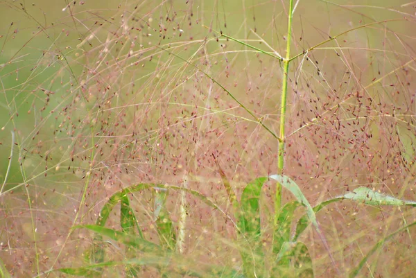 Erba Nel Parco — Foto Stock