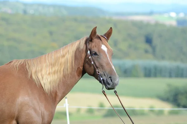 Cavallo Con Briglia Nella Natura Estate — Foto Stock