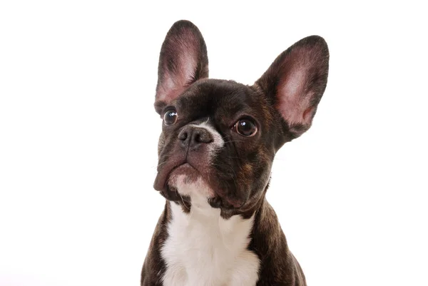 Bulldog Francés Perro Genealógico Mascota — Foto de Stock