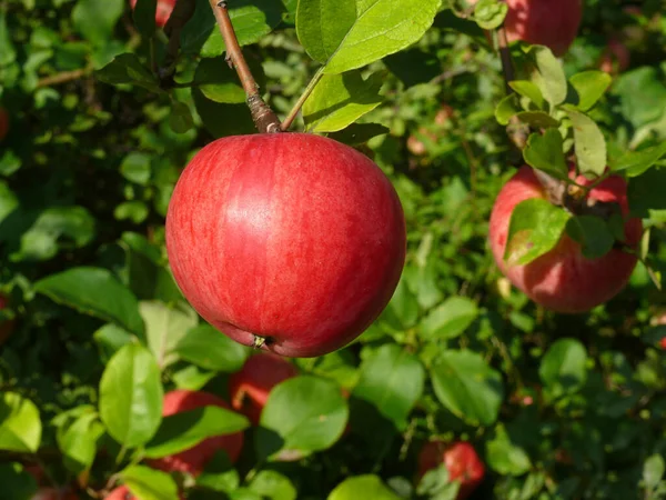 Jabłoń Kto Zna Odmianę — Zdjęcie stockowe