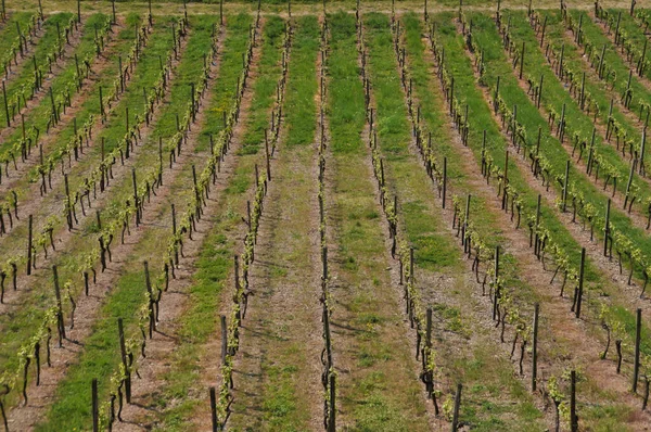 Landwirtschaft Weinberg Weinbäume — Stockfoto