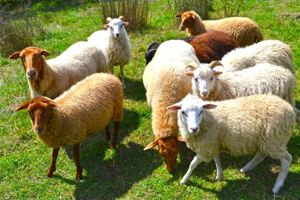 Sheep Green Meadow — Stock Photo, Image