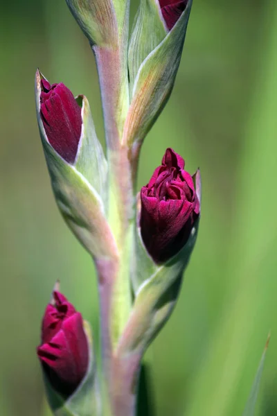 Fleurs Flore Feuillage Gladiolus — Photo