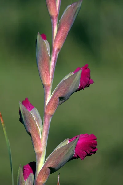 Gladiolus Flowers Flora Foliage — Stock Photo, Image