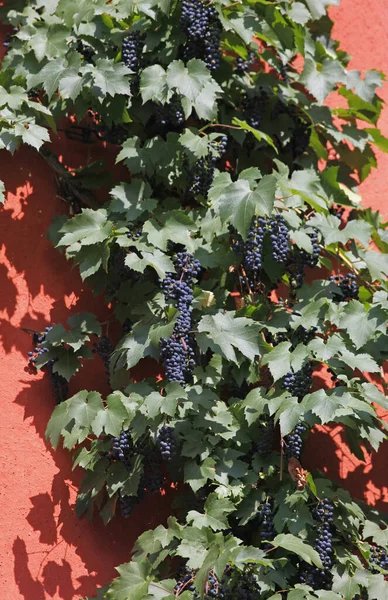 Природа Листья Виноград Растут Листьями — стоковое фото