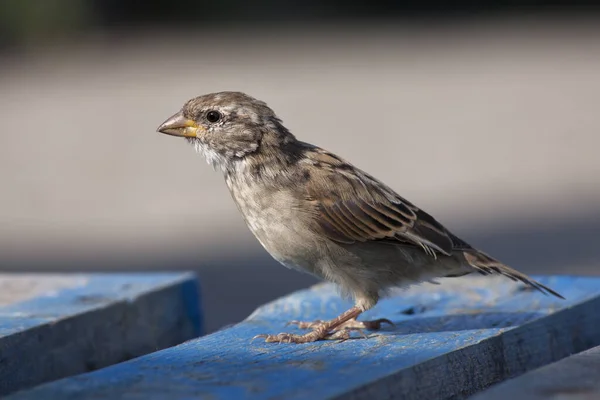 Sparrow Looking Food — Stock fotografie