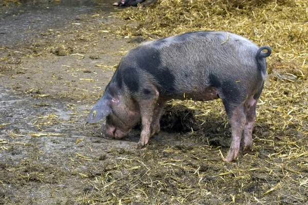 Cerdo Granja —  Fotos de Stock