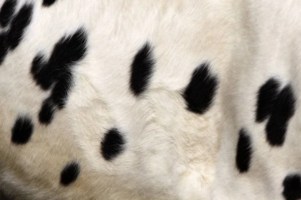 Primo Piano Una Tigre — Foto Stock