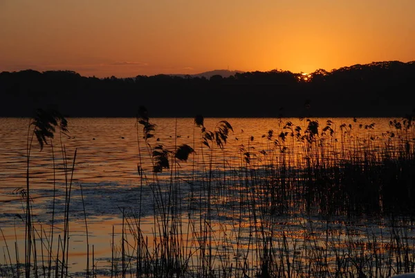 Schilf Und Sonnenuntergang Myall See — Stockfoto