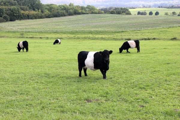 Фермерські Тварини Корови Зеленому Полі — стокове фото
