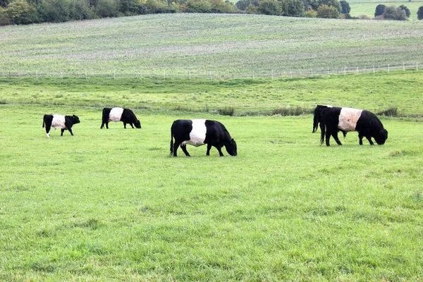 Фермерські Тварини Корови Зеленому Полі — стокове фото