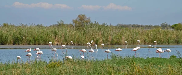 Scenic View Beautiful Flamingo Bird Nature — Stock Photo, Image