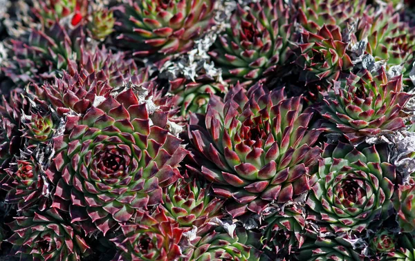 Planta Verde Tropical Cactos Suculentos — Fotografia de Stock