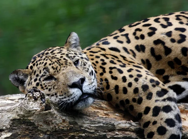 Jaguar Jäger Raubkatze Wildtier — Stockfoto