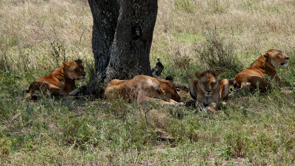 Vrije Levende Leeuwen Afrika — Stockfoto