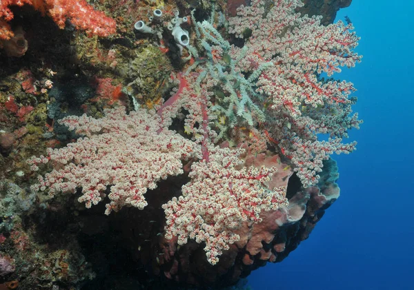 Lágy Korallok Mély Tengervízben — Stock Fotó