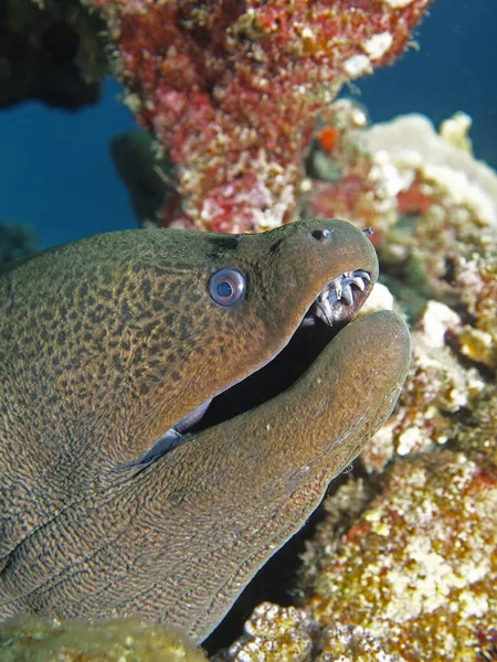 Les Murènes Géantes Mangent Dans Mer Rouge Marsa Alam Égypte — Photo