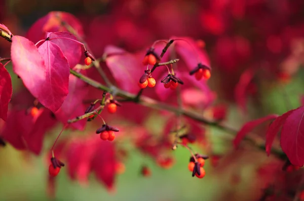 Flores Rojas Árbol — Foto de Stock