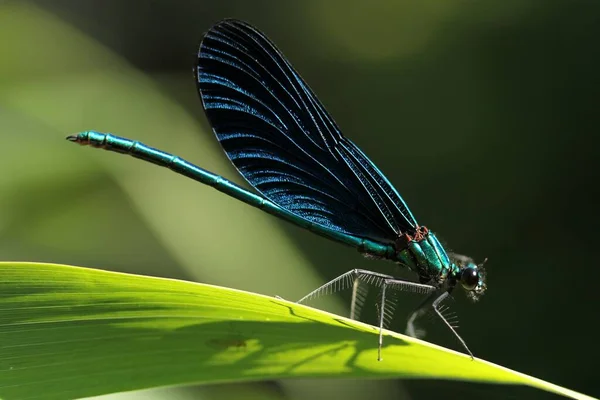 Odonata Inseto Libélula Flora Fauna — Fotografia de Stock