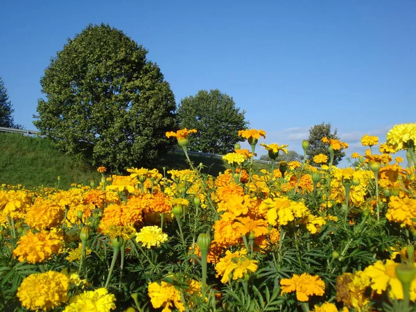 Blumenwiese Auf Einer Straße — Stockfoto