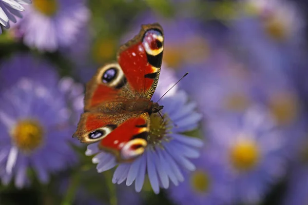 花朵上的小蝴蝶 野性概念 — 图库照片