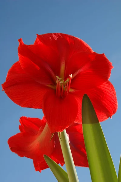 Beautiful Botanical Shot Natural Wallpaper — Stock Photo, Image