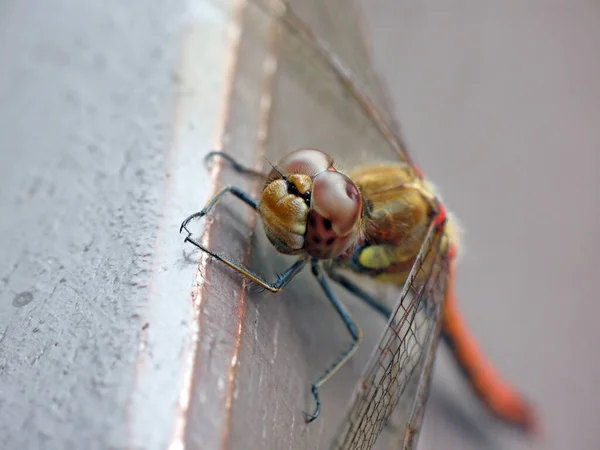 Tahta Zemindeki Bir Böceğe Yaklaş — Stok fotoğraf