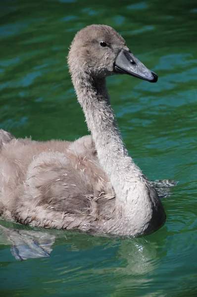 Mladá Labuť Rýně — Stock fotografie