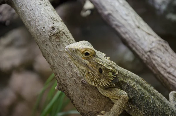 Vahşi Iguana Sürüngen Hayvanı — Stok fotoğraf