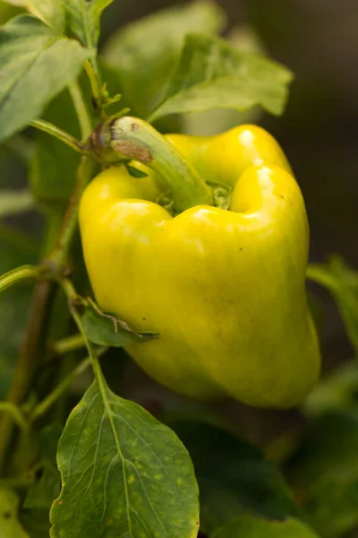 花园里有绿色和黄色的辣椒 — 图库照片