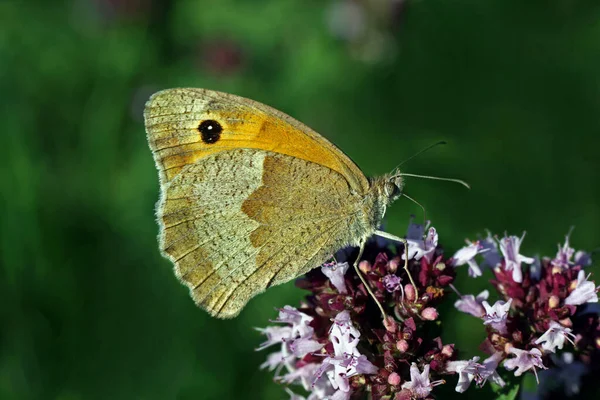 Gros Oeil Boeuf Sur Wild Maran — Photo