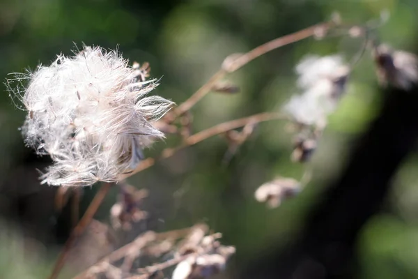 Fleurs Chardon Flore Des Champs Sauvages — Photo