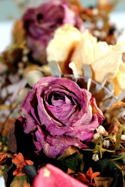 Ботаническая Флора Лепестки Цветов Роз — стоковое фото