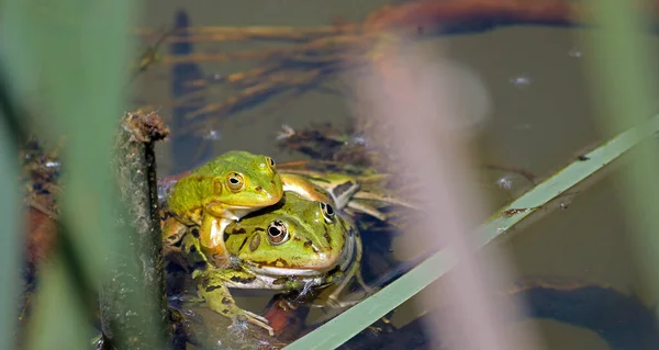 Obojživelné Zvíře Přírodní Žába — Stock fotografie