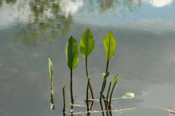 Air Lily Bunga Lotus — Stok Foto