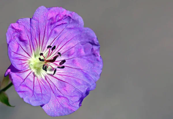 Fiore Cicogna Tardiva — Foto Stock
