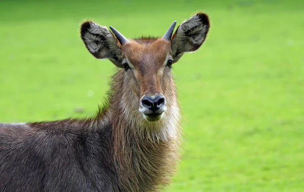Close Cute Deer — Stock Photo, Image