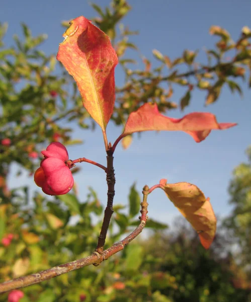 red rose on the tree