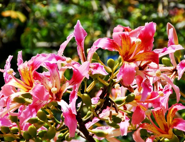 Rosafarbene Blumen Garten — Stockfoto