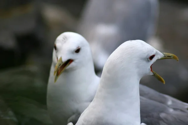 Aussichtsreiche Aussicht Auf Schöne Vögel Der Natur — Stockfoto