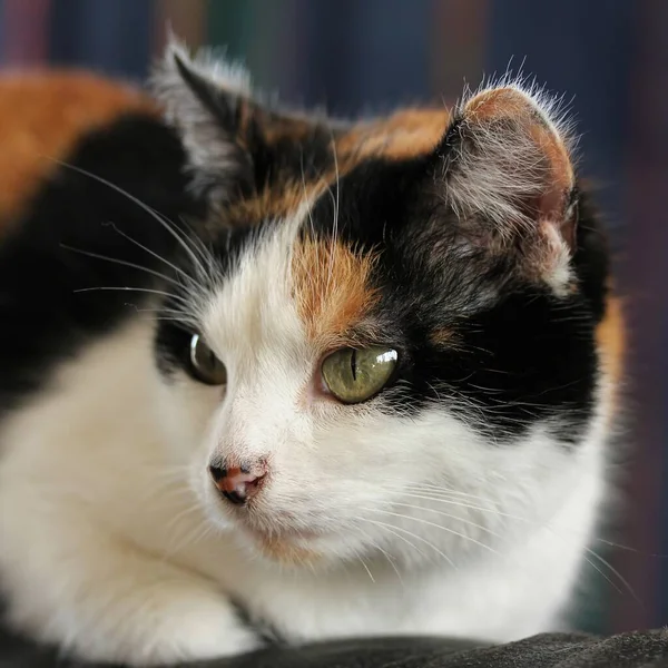 Portrait Cute Cat — Stock Photo, Image