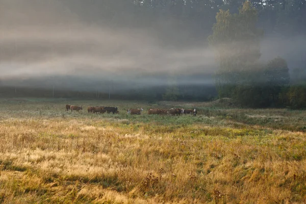 Cows Fog — Stock Photo, Image