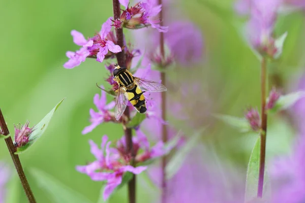 Une Abeille Sur Une Fleur Rose — Photo