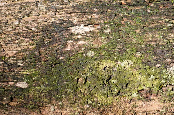 Стара Текстура Дерева Натуральним Візерунком — стокове фото