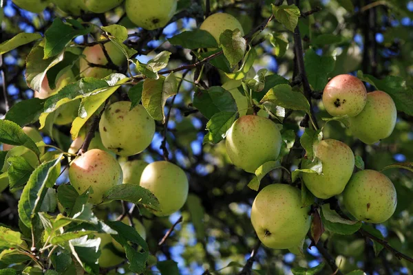 Καρπούς Δέντρων Γλυκά Νόστιμα Μήλα — Φωτογραφία Αρχείου