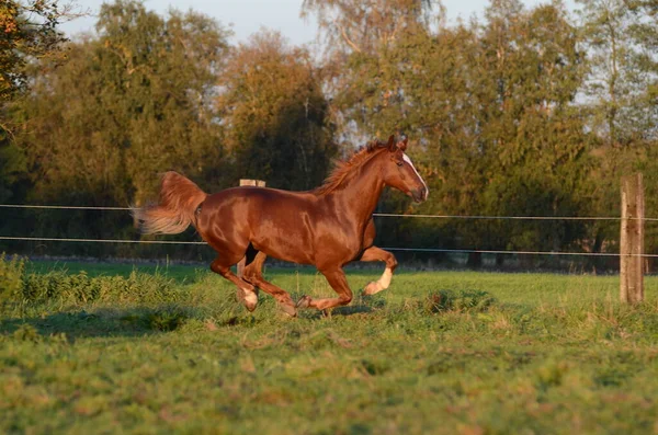 Course Chevaux Dans Champ — Photo