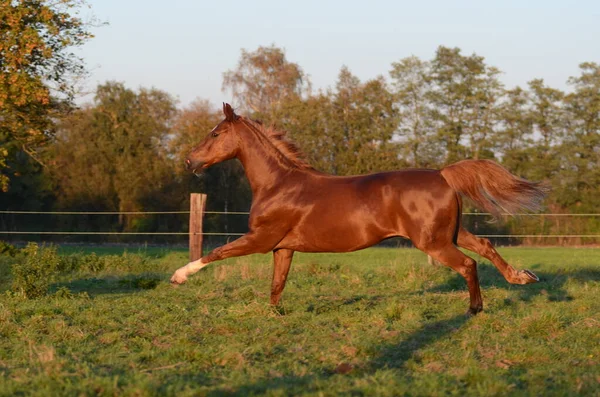 Paard Het Groene Gras — Stockfoto