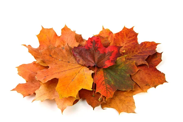 Maple Leaves Leaf Foliage — Stock Photo, Image