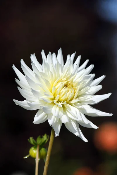 Beautiful Flowers Floral Concept Background — Stock Photo, Image