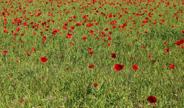 畑の花ケシの花 — ストック写真